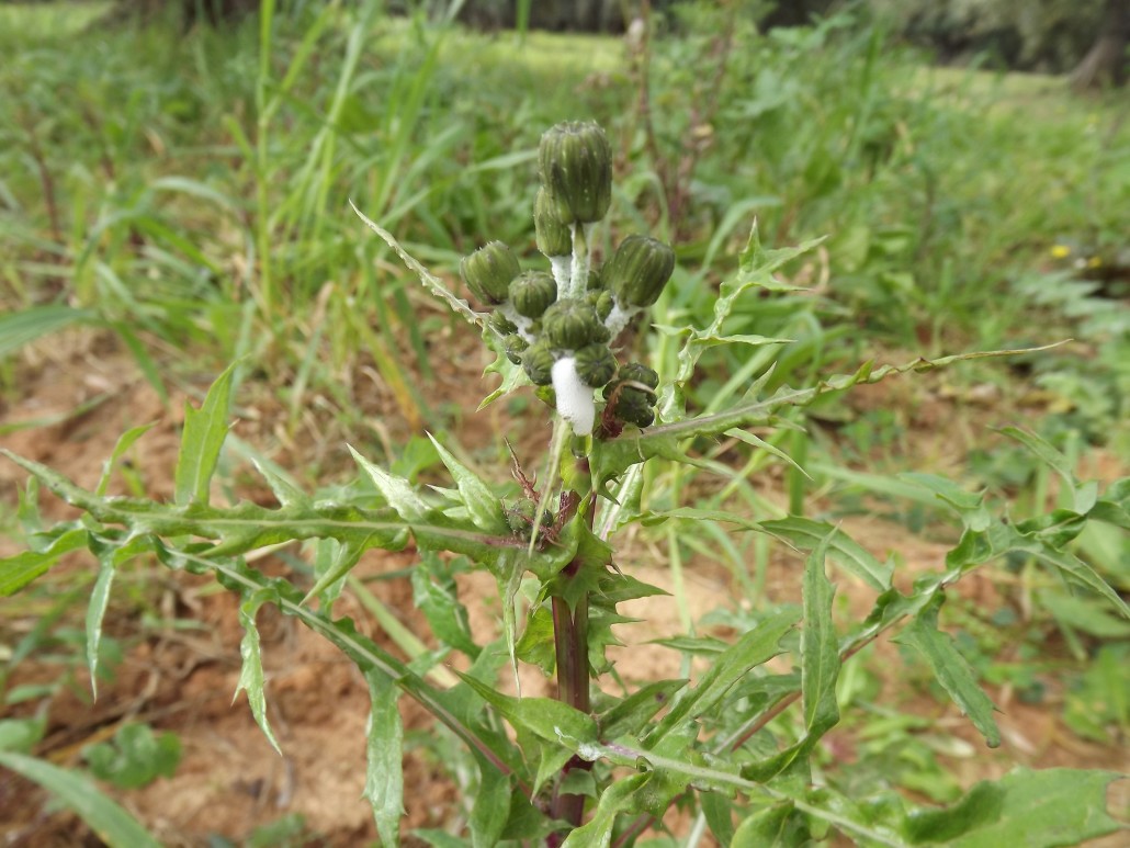 spittle of Philaenus spumaris on Sonchus sp