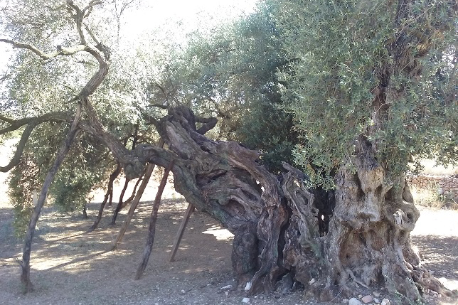 A millenary olive tree in the natural museum of La Jana, Spain.