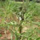 spittle of Philaenus spumaris on Sonchus sp