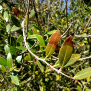 phillyrea-latifolia-xylella