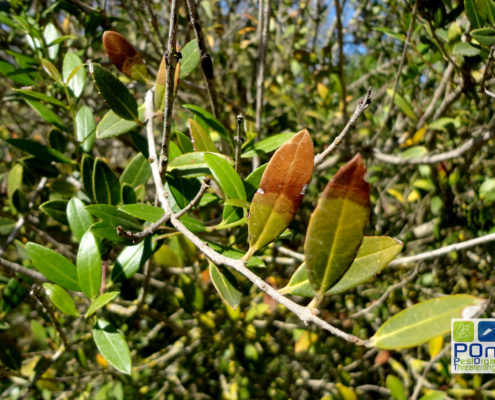 phillyrea-latifolia-xylella