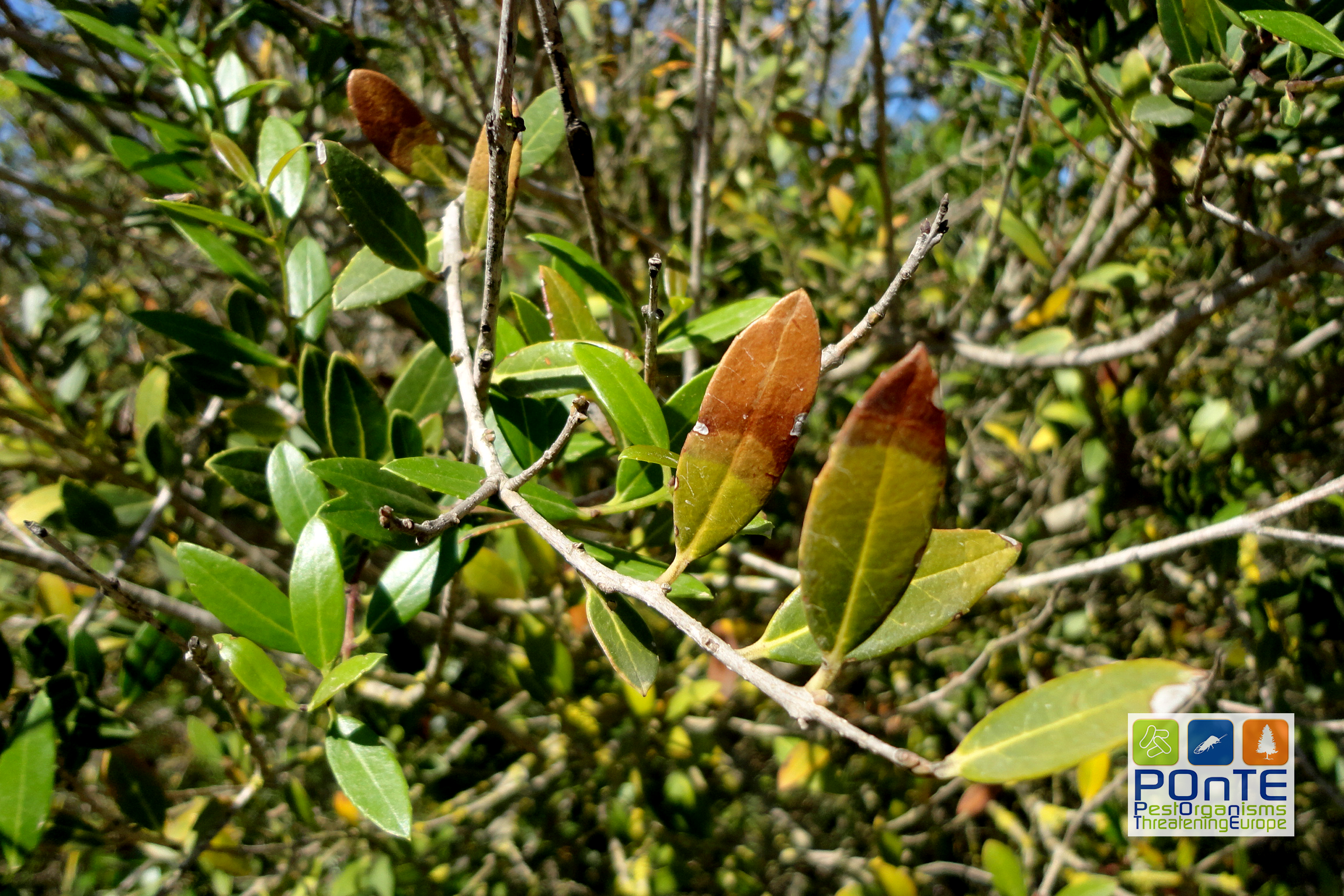 ΑποτÎλεσμα εικόνας για xylella FASTIDIOSA olive diagnostic photo
